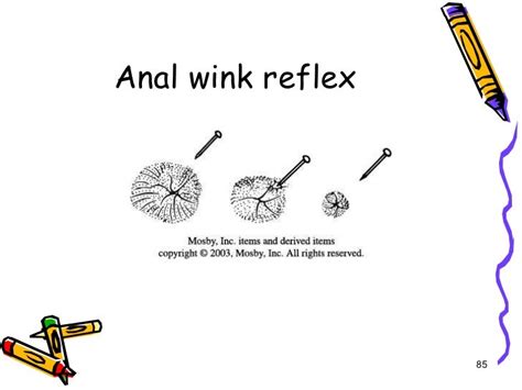Sensation of the perineum and perianal area should be tested with a soft touch and light prick. Using a cotton swab, the anal wink pelvic floor reflex can be elicited by stroking laterally to the anal canal. The bulbocavernosus reflex can be elicited by gently tapping the clitoris with a cotton swab in the female patient.